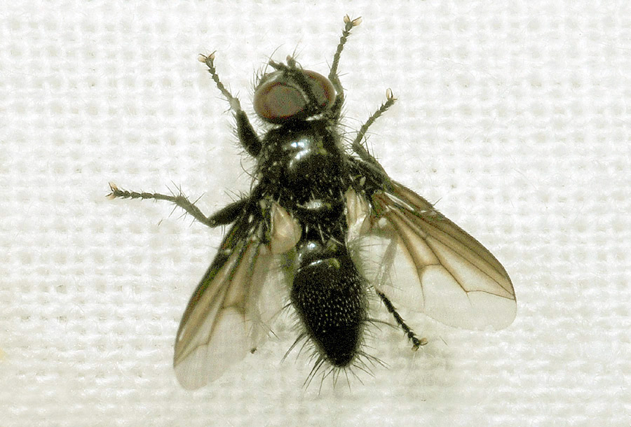 Sarcophagidae:  Nyctia halterata